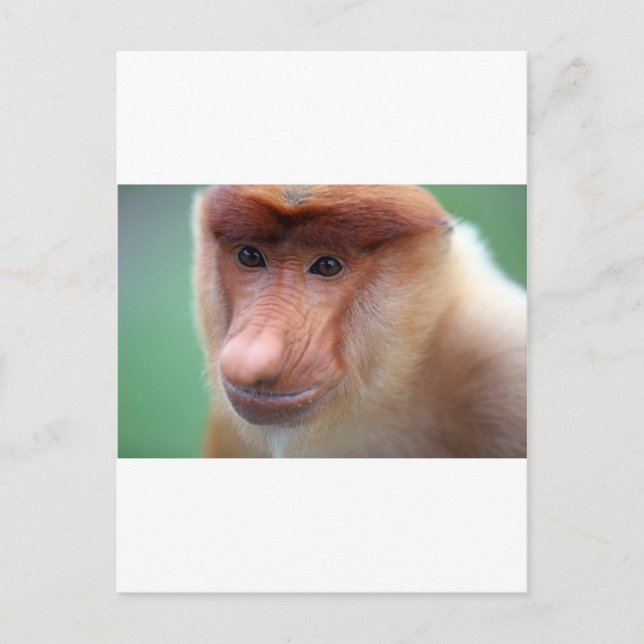 Proboscis monkey Labuk Bay Borneo Postcard (Front)