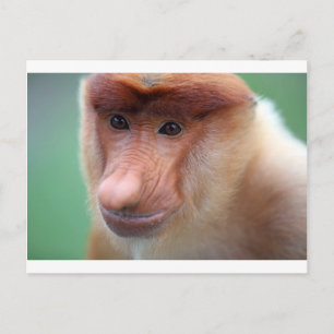 Proboscis monkey Labuk Bay Borneo Postcard