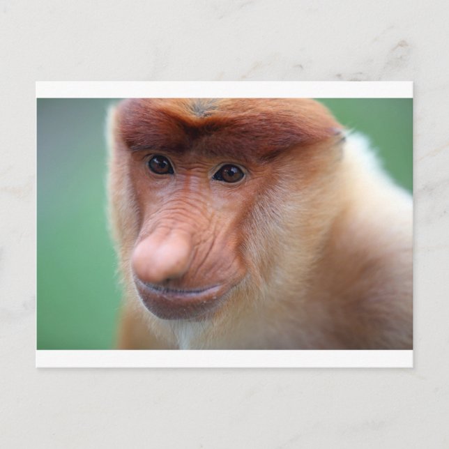 Proboscis monkey Labuk Bay Borneo Postcard (Front)