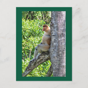 Proboscis Monkey Postcard