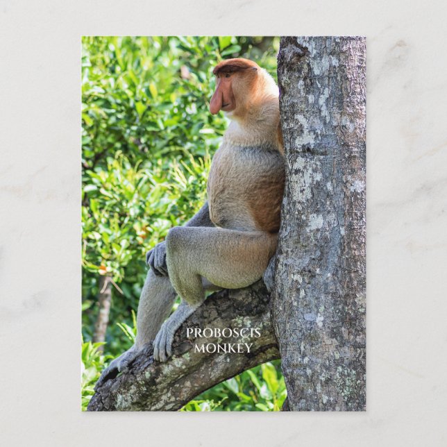 Proboscis Monkey Postcard (Front)