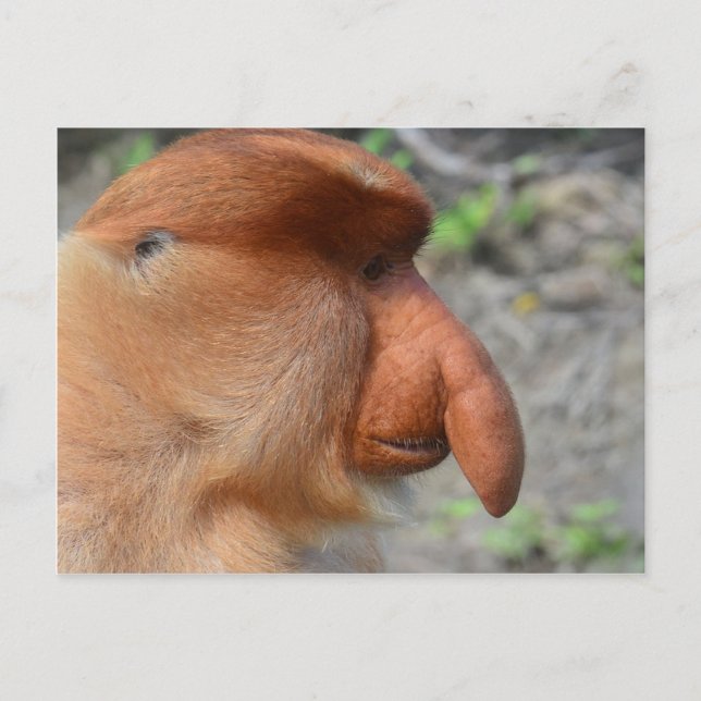Proboscis Monkey Postcard (Front)
