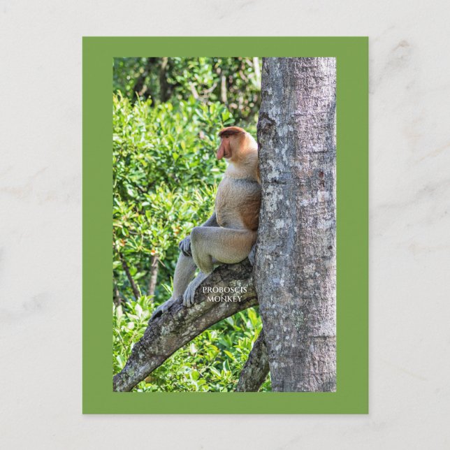 Proboscis Monkey Postcard (Front)