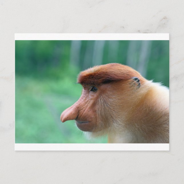 Proboscis monkey profile postcard (Front)