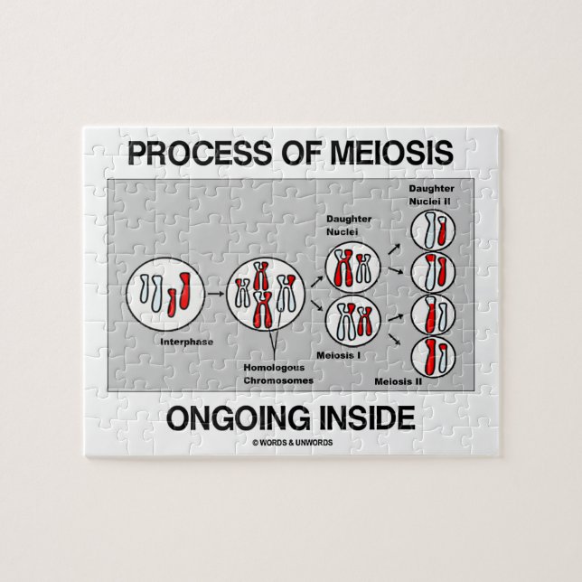 Process Of Meiosis Ongoing Inside Jigsaw Puzzle (Horizontal)