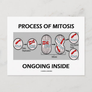 Process Of Mitosis Ongoing Inside Postcard
