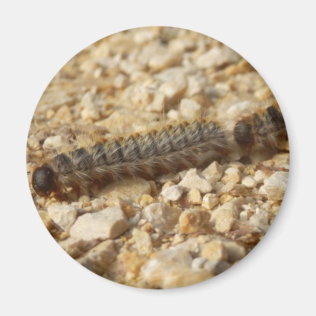 Processionary Caterpillars Magnet (Front)