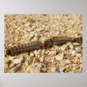 Processionary Caterpillars Poster