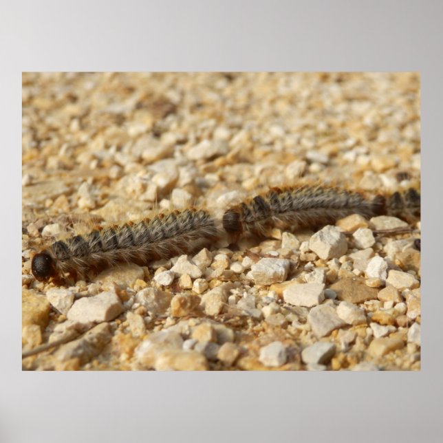 Processionary Caterpillars Poster (Front)