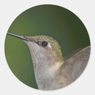 Profile Classic Round Sticker