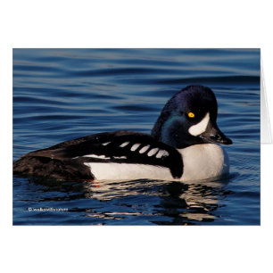Profile of a Barrow's Goldeneye