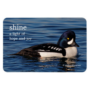 Profile of a Barrow's Goldeneye Magnet