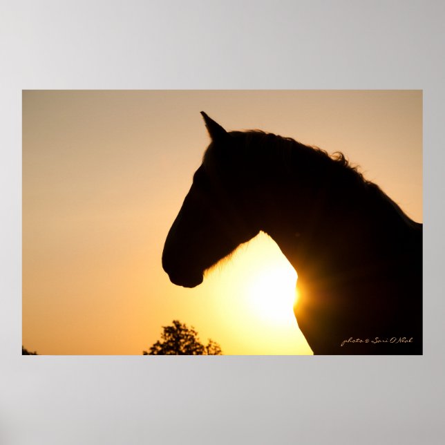 Profile of a Belgian Draught Horse Poster (Front)