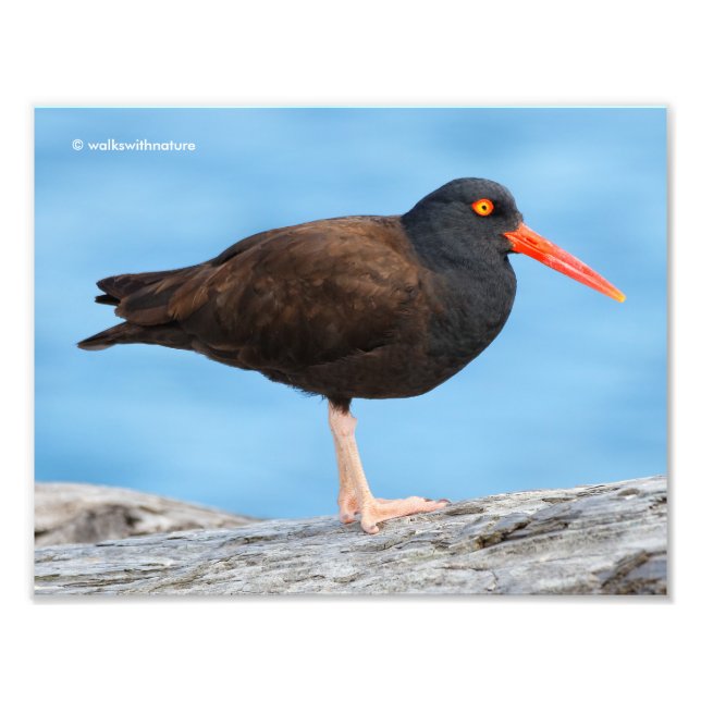 Profile of a Black Oystercatcher Photo Print (Front)