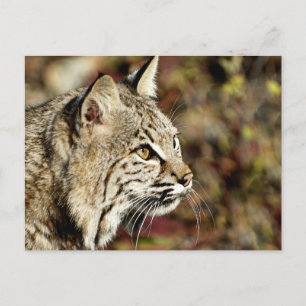 Profile of a Bobcat Postcard