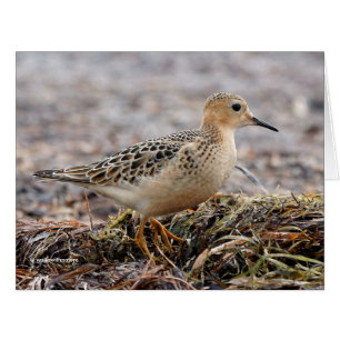 Profile of a Buff-Breasted Sandpiper at the Beach