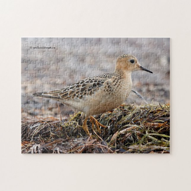 Profile of a Buff-Breasted Sandpiper at the Beach Jigsaw Puzzle (Horizontal)