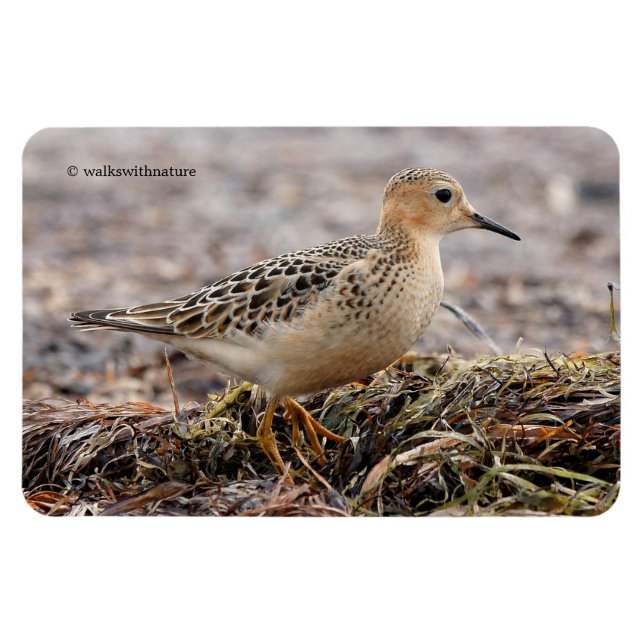 Profile of a Buff-Breasted Sandpiper at the Beach Magnet (Horizontal)