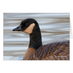 Profile of a Cackling Goose