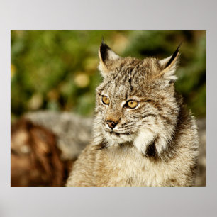 Profile of a Canadian Lynx Poster