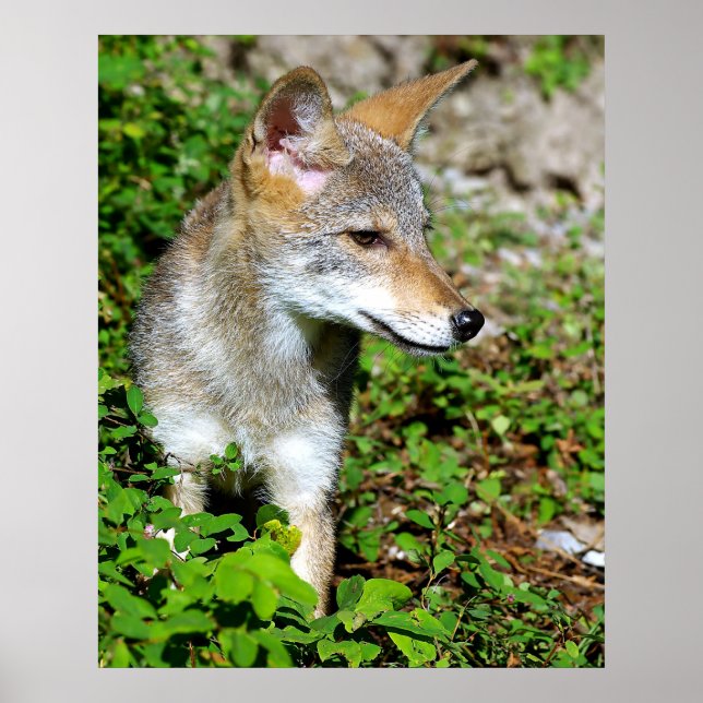 Profile of a Coyote Pup Poster (Front)