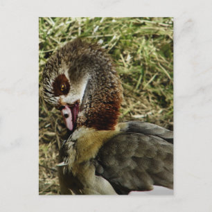 profile of a egyptian goose postcard