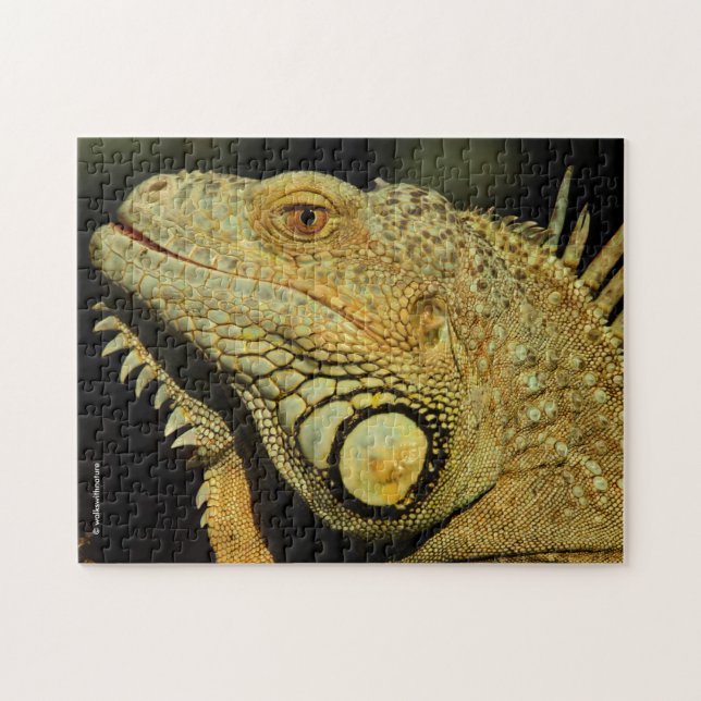 Profile of a Green Iguana Jigsaw Puzzle (Horizontal)