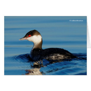 Profile of a Horned Grebe