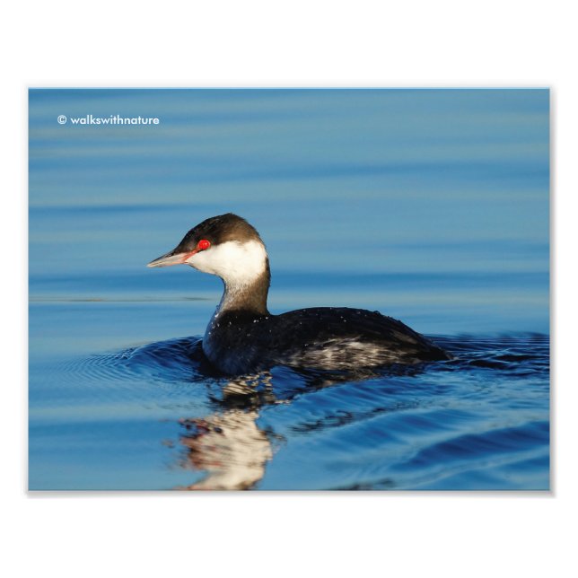 Profile of a Horned Grebe Photo Print (Front)