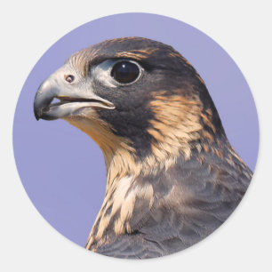 Profile of a Juvenile Peregrine Falcon Classic Round Sticker