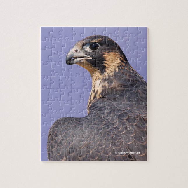 Profile of a Juvenile Peregrine Falcon Jigsaw Puzzle (Vertical)