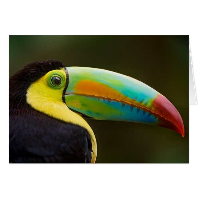 Profile of a Keel-billed Toucan (Front Horizontal)