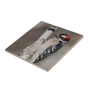 Profile of a Male Downy Woodpecker Ceramic Tile