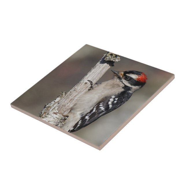 Profile of a Male Downy Woodpecker Ceramic Tile (Side)