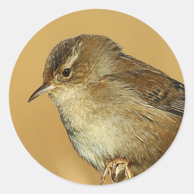 Profile of a Marsh Wren Classic Round Sticker (Front)