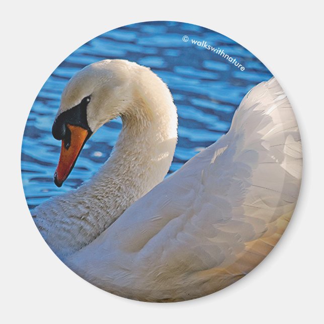 Profile of a Mute Swan Magnet (Front)