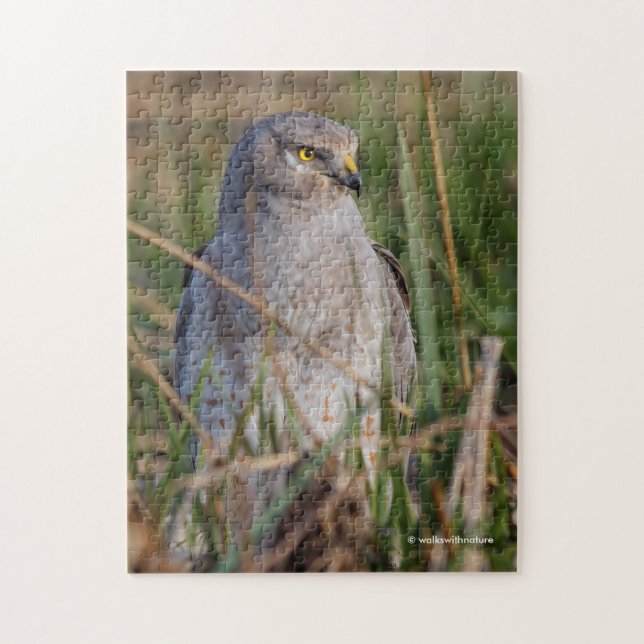 Profile of a Northern Harrier Jigsaw Puzzle (Vertical)