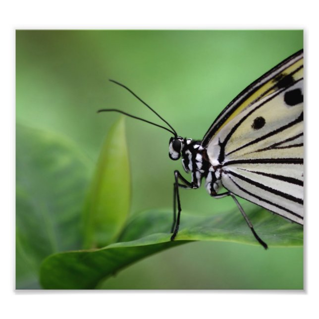 profile of a paper kite photo print (Front)