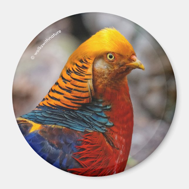Profile of a Red Golden Pheasant Magnet (Front)