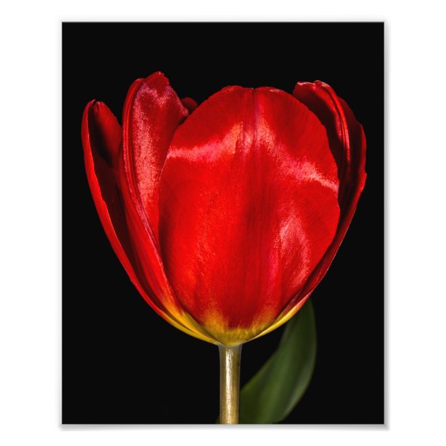 Profile of a Red Tulip Photo Print (Front)