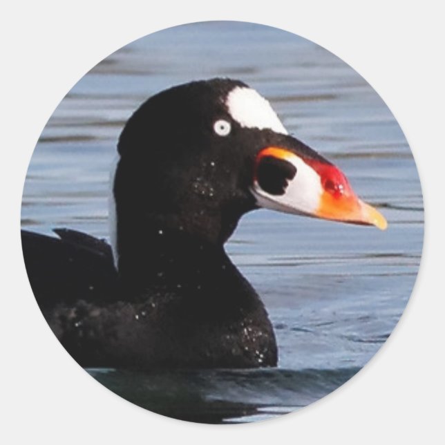 Profile of a Surf Scoter Drake Classic Round Sticker (Front)