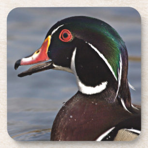 Profile of A Wood duck Coaster