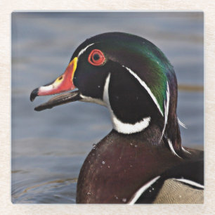 Profile of A Wood duck Glass Coaster