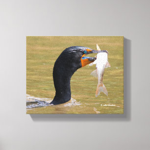 Profile of an Adult Double-Crested Cormorant Canvas Print