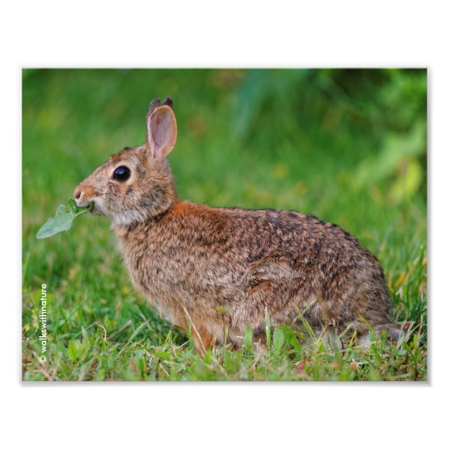 Profile of an Eastern Cottontail Rabbit Photo Print (Front)