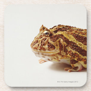 Profile of Argentine Horned Frog Coaster