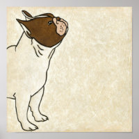 Profile of French Bulldog Looking Up