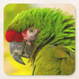 Profile of macaw at Santa Barbara Zoo Square Paper Coaster
