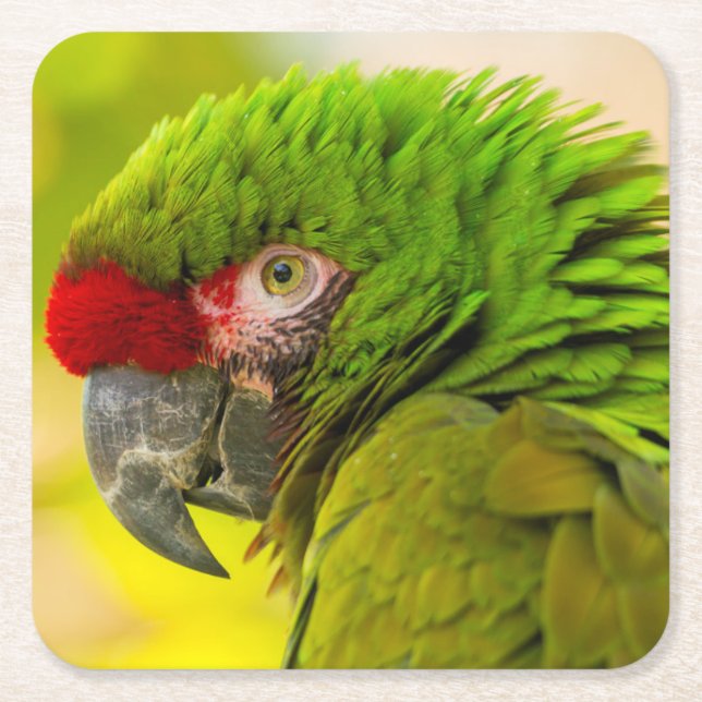 Profile of macaw at Santa Barbara Zoo Square Paper Coaster (Front)