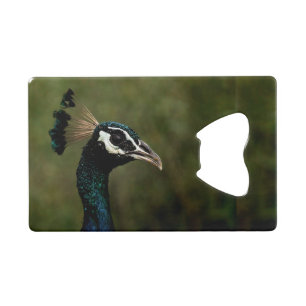 Profile of Peacock